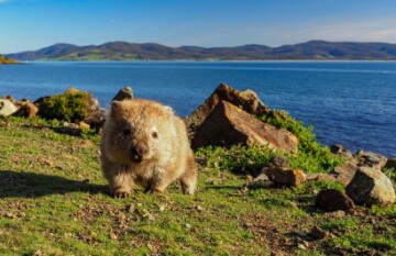 Iconic Australian Wildlife and Nature Tour - Day 12