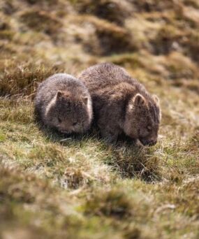 Baby wombats on grass - Credit: Dearna Bond