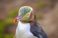 Castle to Cruise Tour and Penguin Experience with Monarch