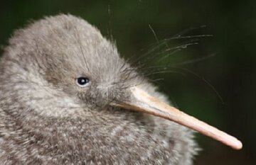 Natural New Zealand - Day 7