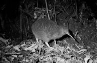 Zealandia By Night Wildlife Sanctuary Tour