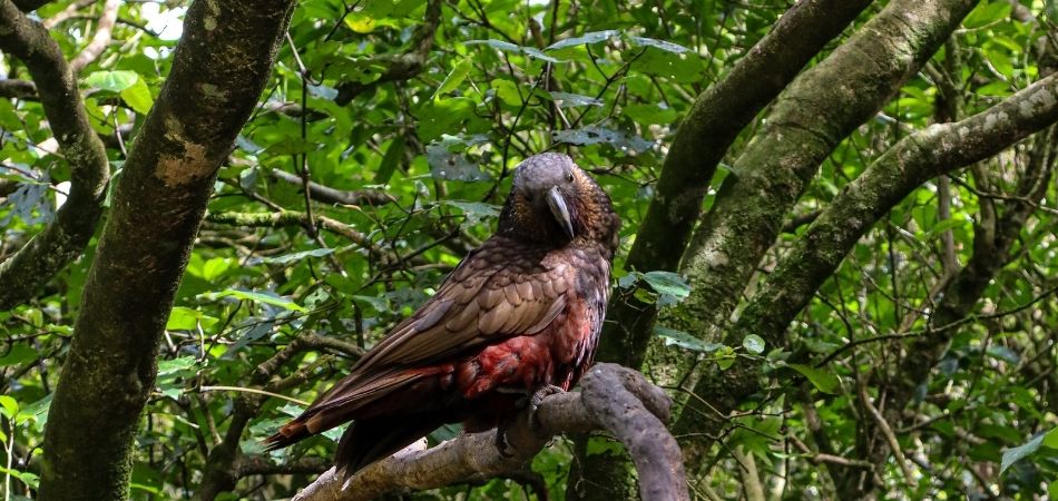 Kaka on tree brand at Zealandia