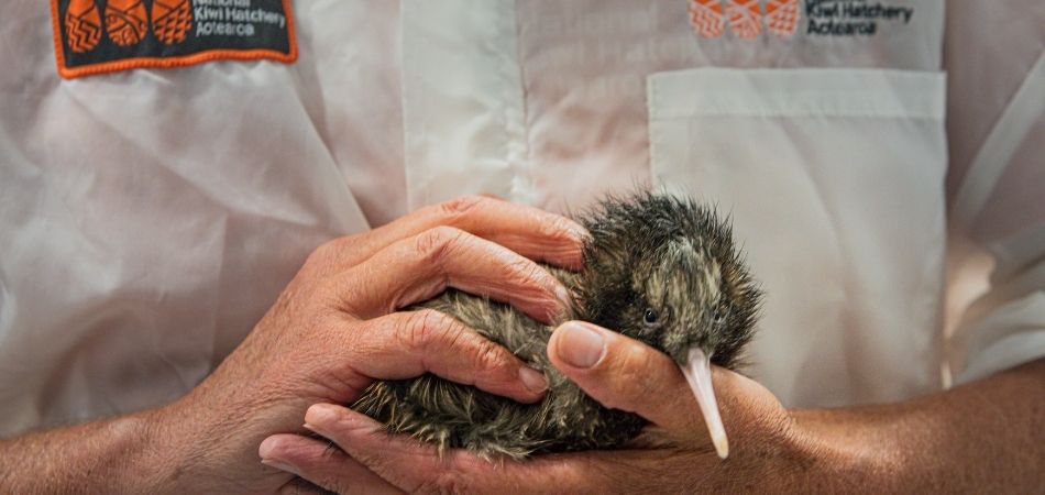 Kiwi bird at National Kiwi Hatchery