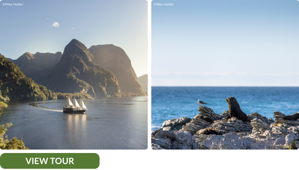 Doubtful sound sail and kaikoura seal