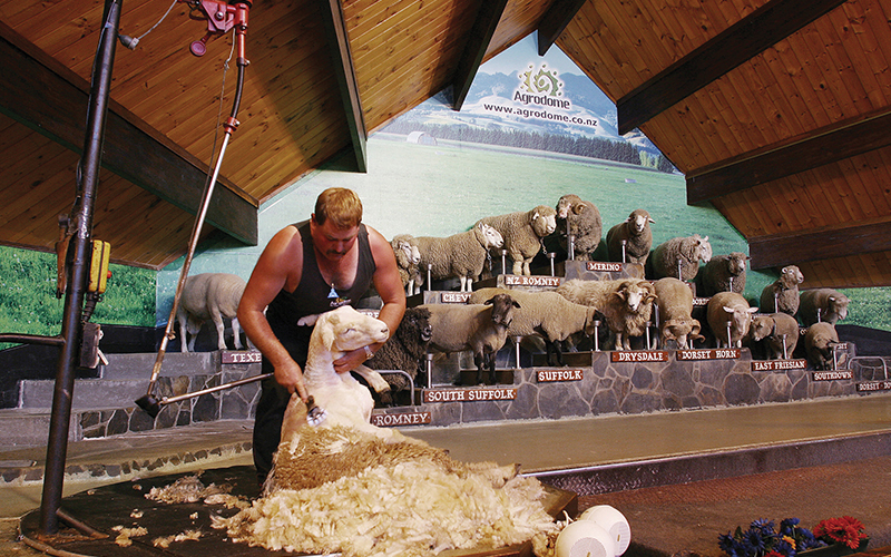 Sheep sheering demonstration at the Agrodome