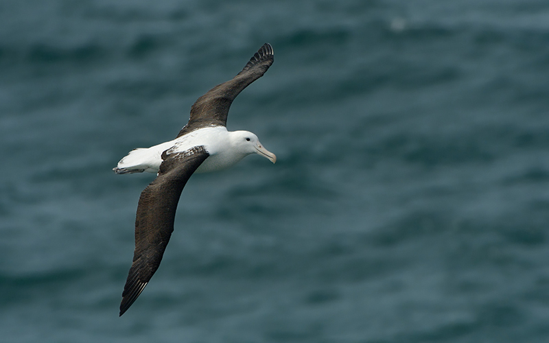 See the Royal Albatross up close