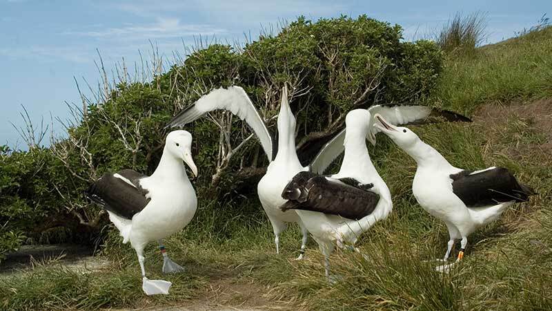 The Royal Albatross Colony, the Otago Peninsula