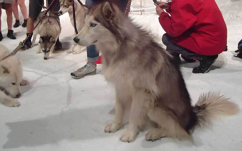 Husky zone at the Antarctic Center