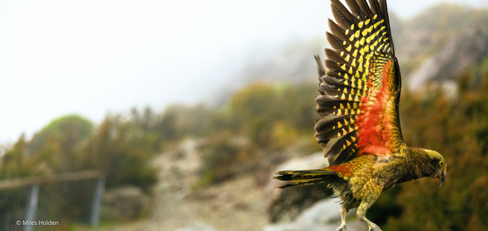 Native Kea 