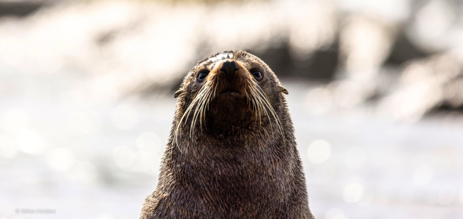 Seal in Kaikoura