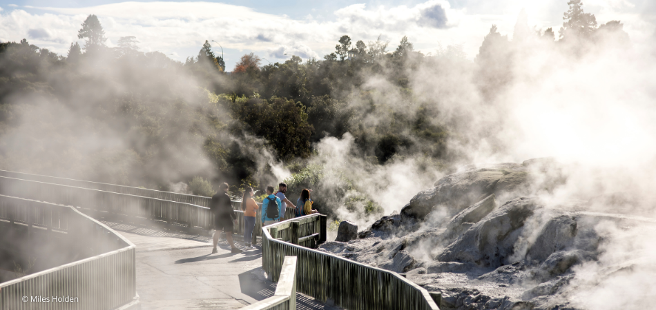 Te Puia Geysers