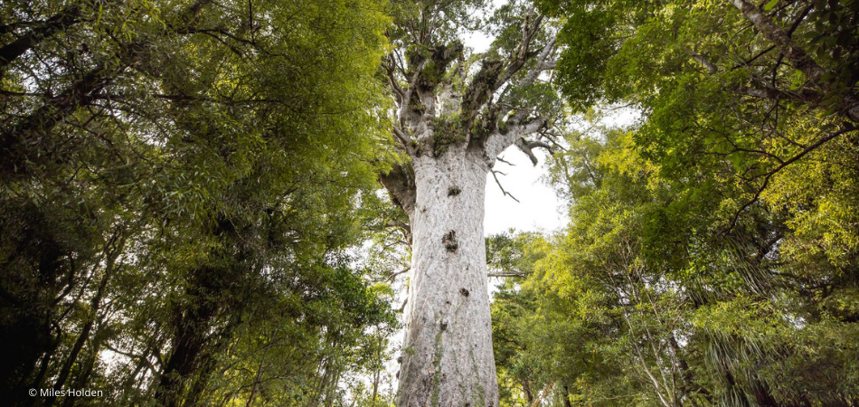 Waipoua Forest
