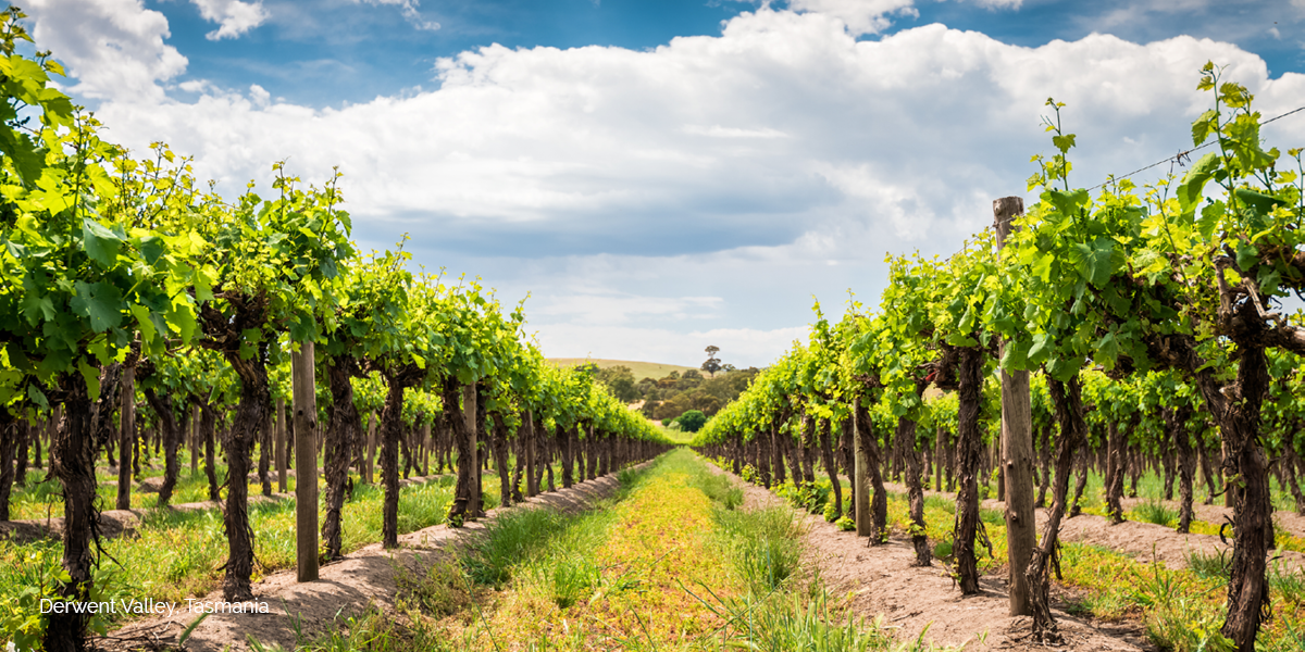 Best Wineries in Autumn Australia: Derwent Valley