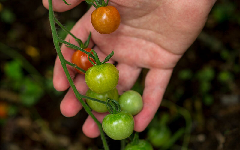 Fresh produce, New Zealand food
