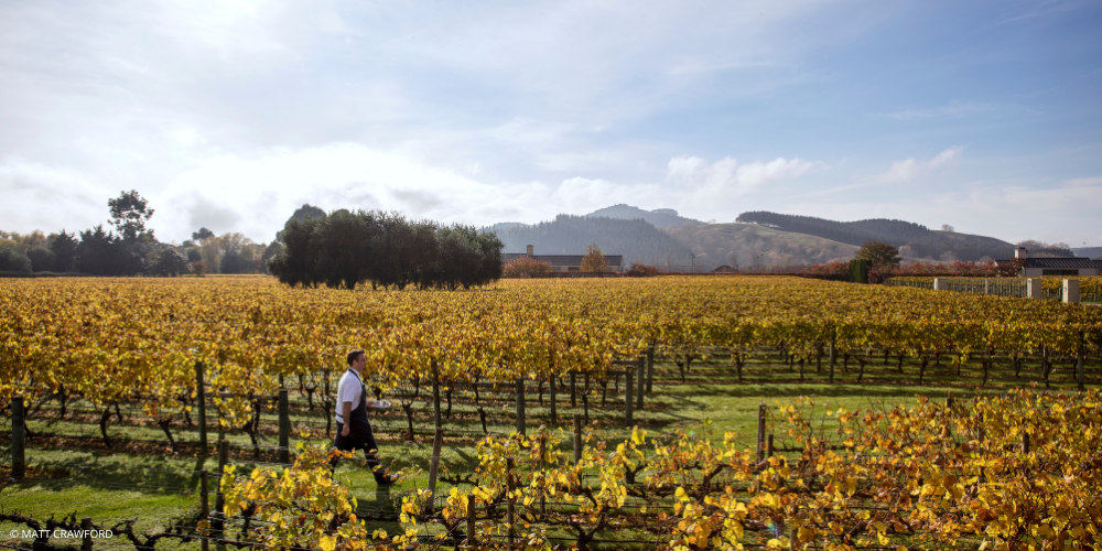 Hawkes Bay Wine