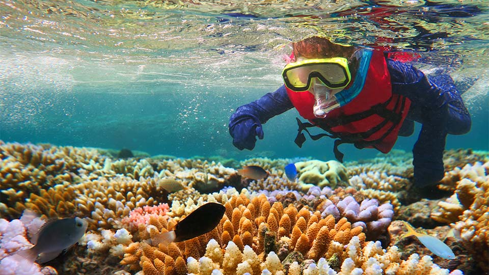 Diving in the Great Barrier Reef