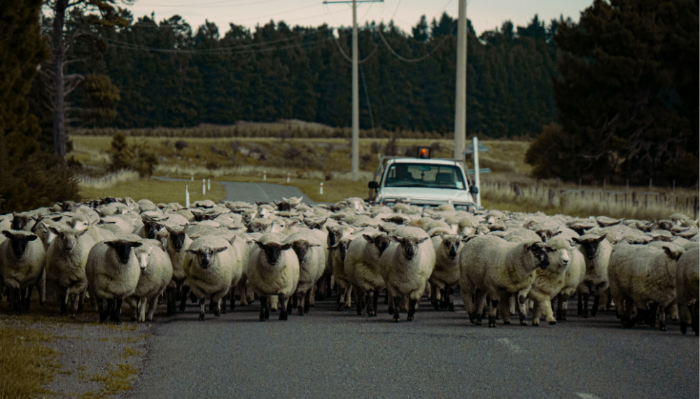 Sheep on road in rural new zealand on road trip