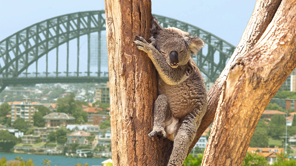 Koala at Sydney Zoo