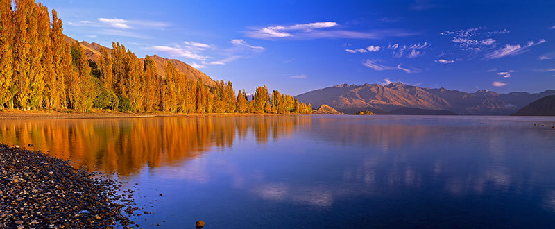 Golden poplar trees on the shores of Lake Wanaka