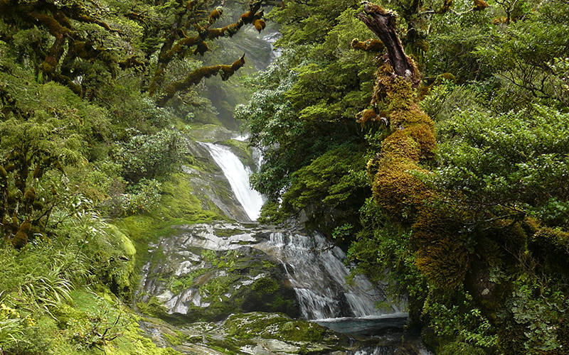 Lush rainforest and waterfalls await you on the Milford Track