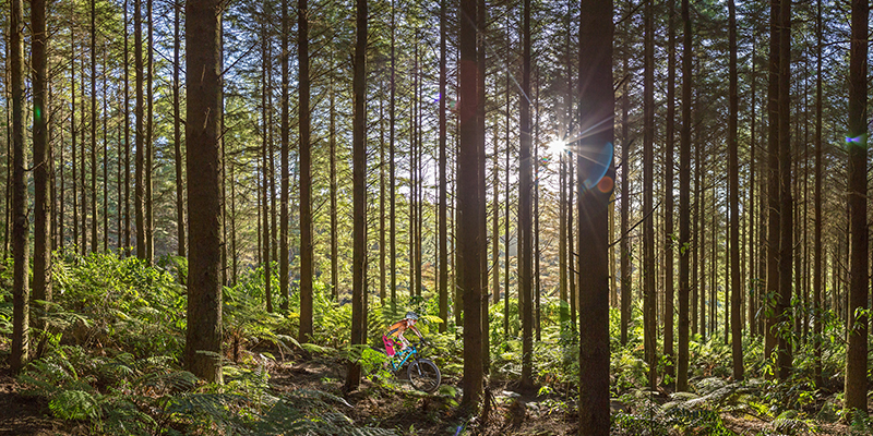 Mountain biking in Whakarewarewa Forest Mountain biking in Whakarewarewa Forest
