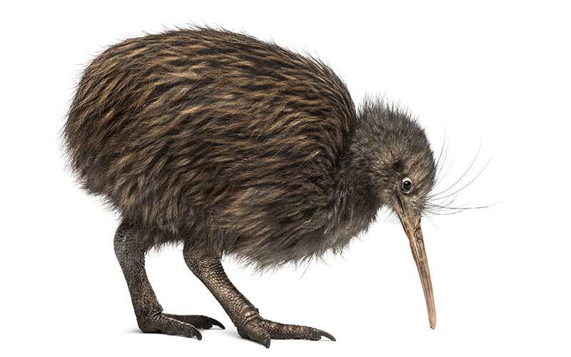 Kiwi bird, New Zealand