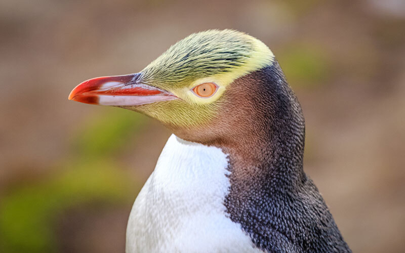 Yellow-eyed penguin, New Zealand