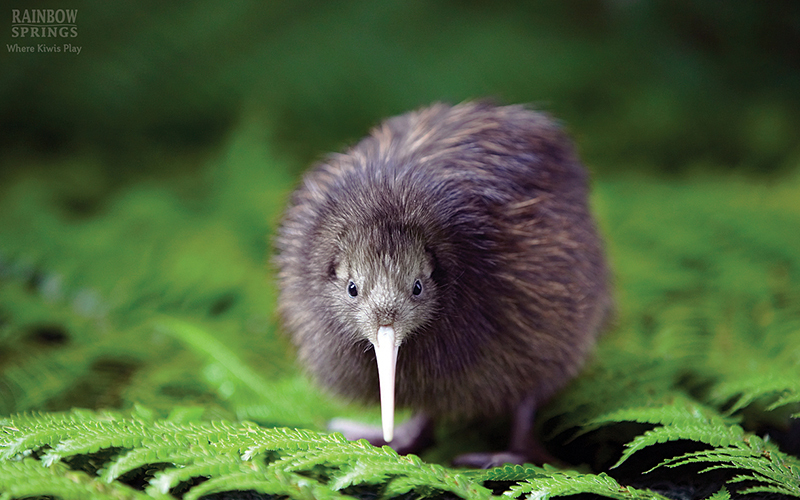 Kiwi at Rainbow Springs