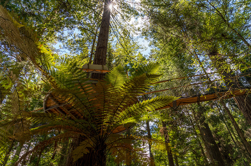 Rotorua Treetop Walk
