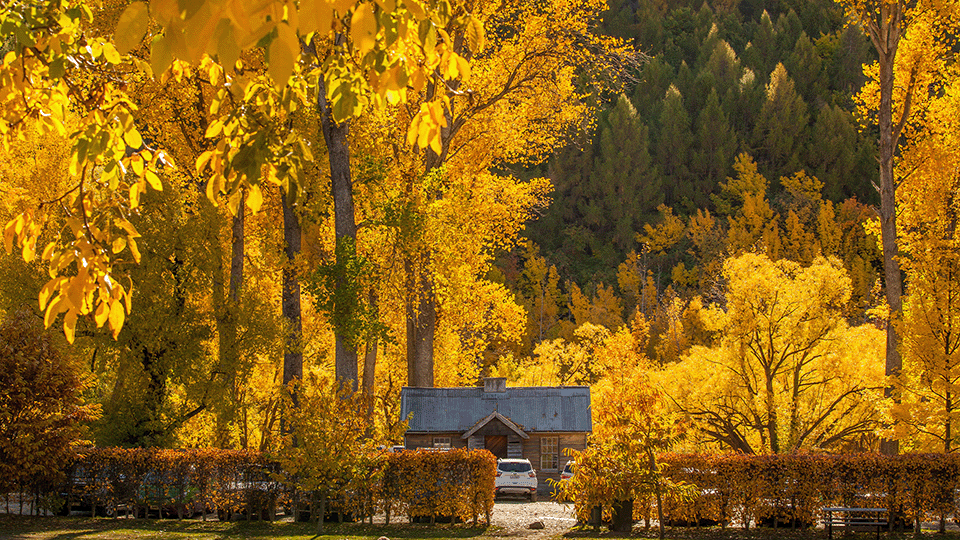 Autumn in Arrowtown