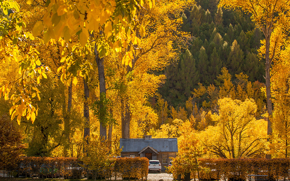 Autumn colours in New Zealand's Arrowtown