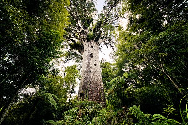 Waipoua Forest