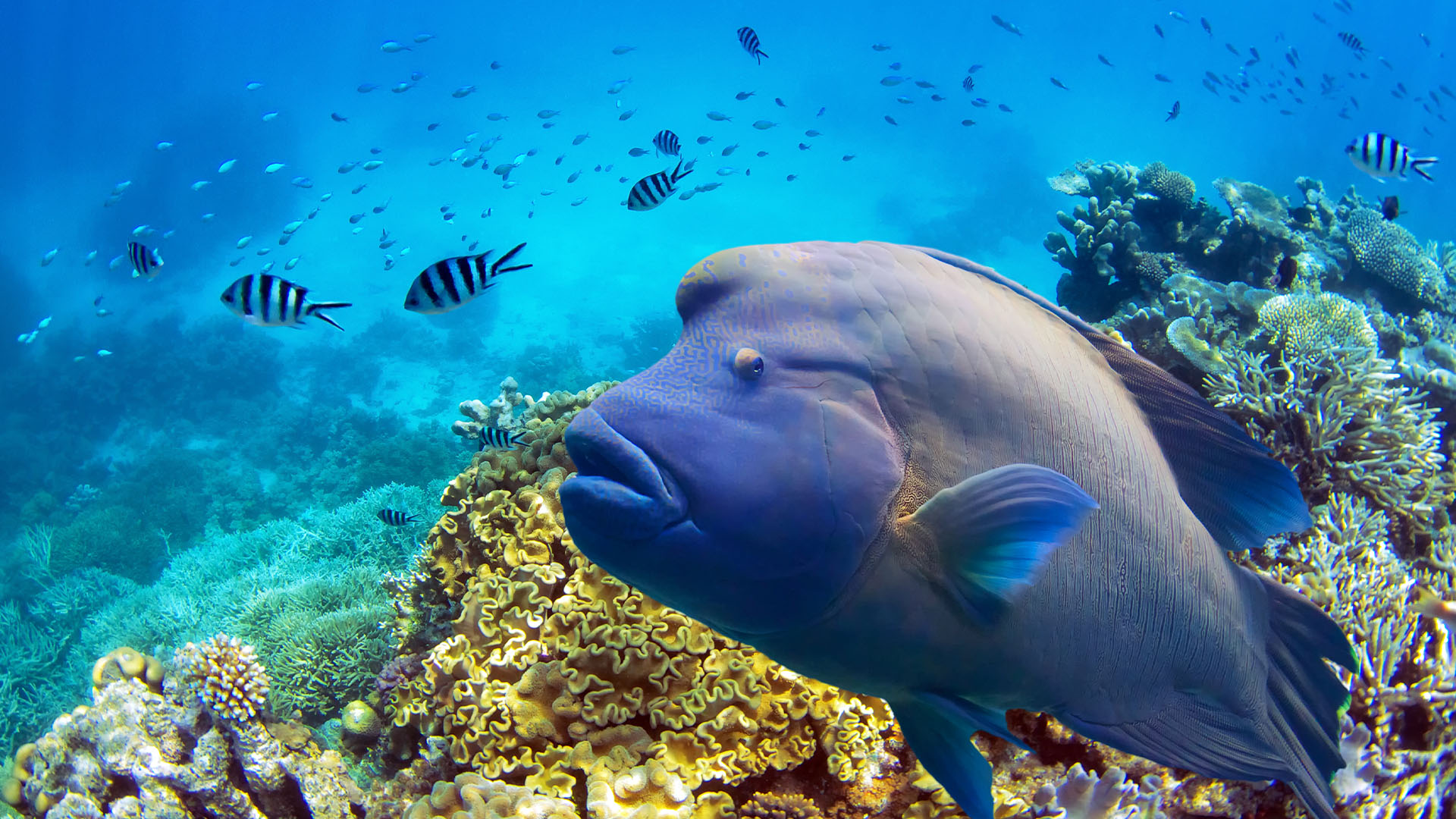 Great Barrier Reef - Queensland's best attraction