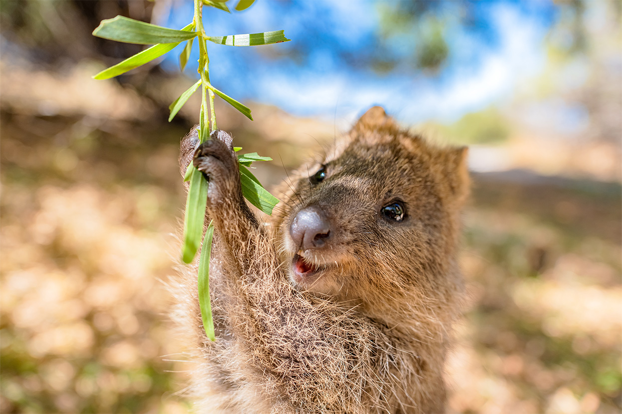 Quokka Rottnest Island