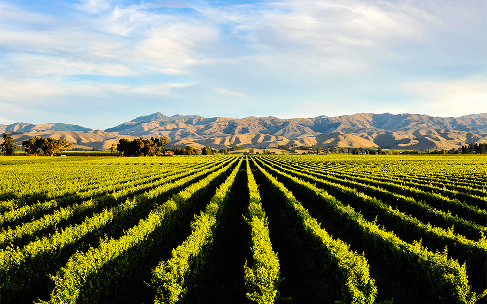 A South Island winery in Central Otago, New Zealand