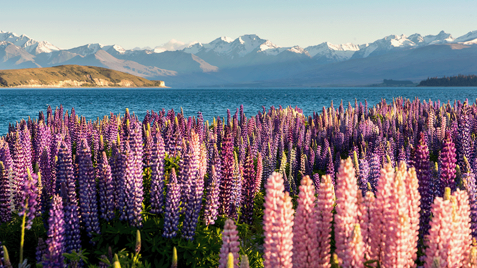 Lupin flowers at Mt Cook National Park