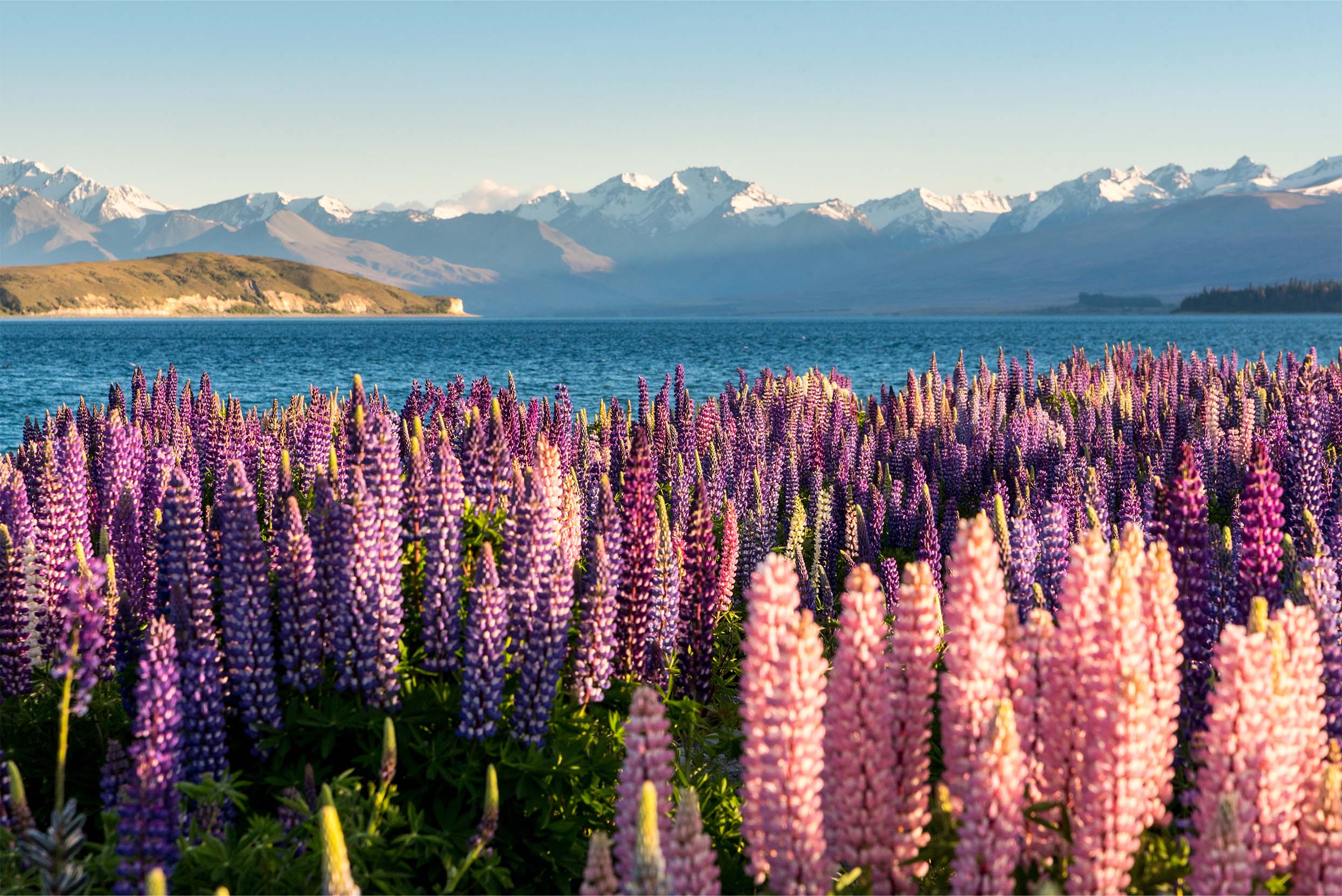 Field of Lupins in Mackenzie Country