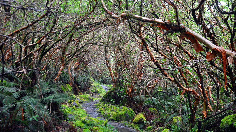 Fangorn Forest