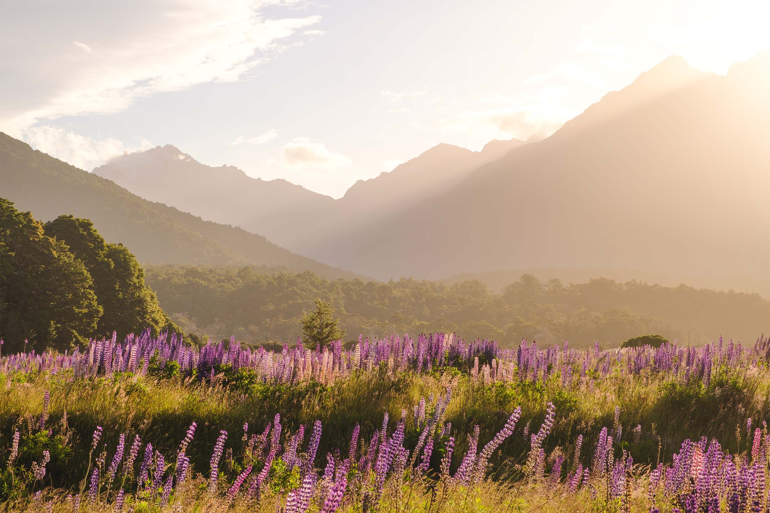 Otago Lupin Field