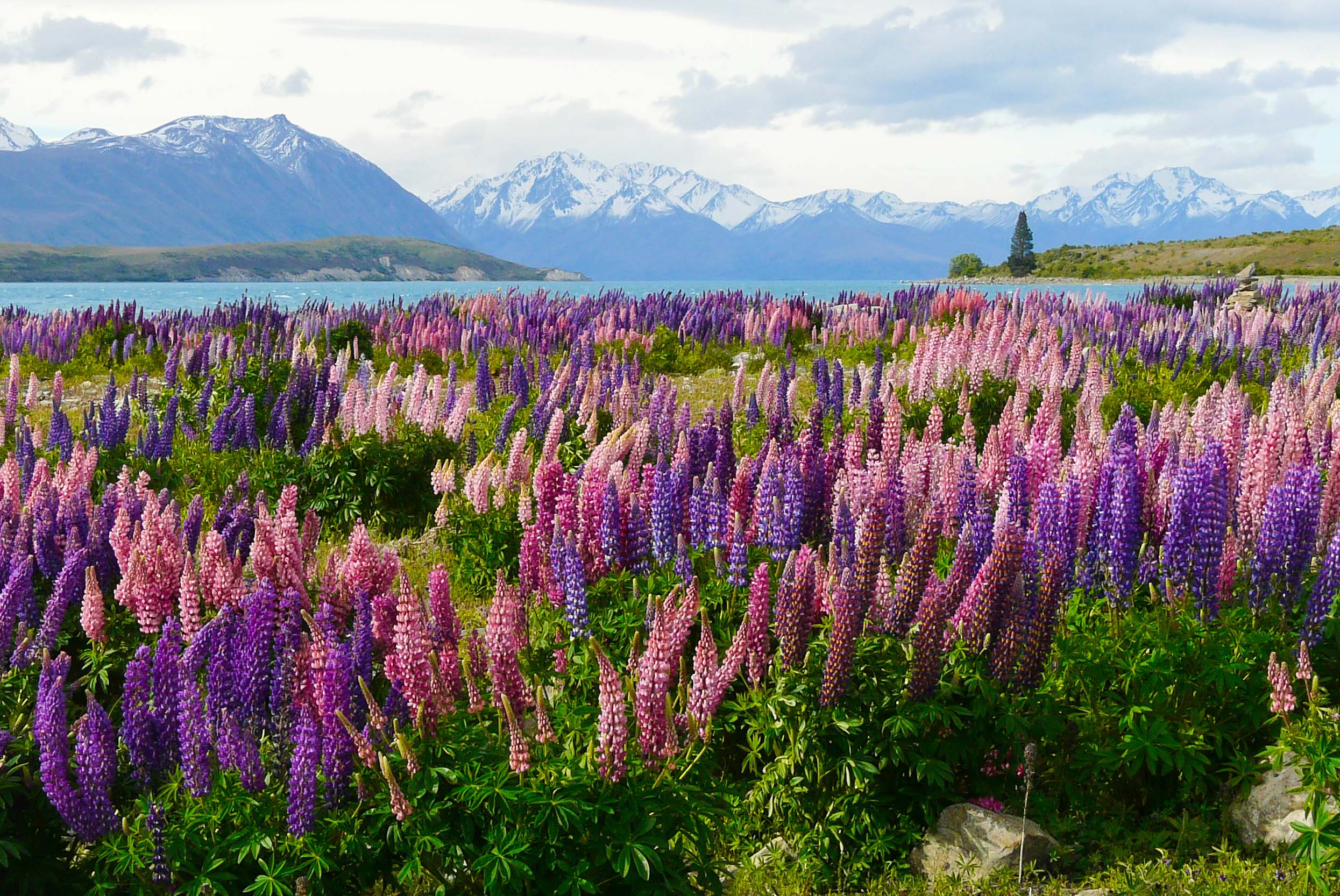 Lupin Field