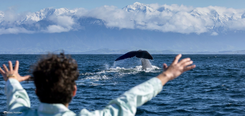 Kaikoura Whale Watch