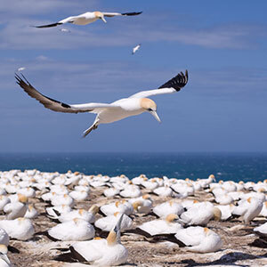 Visit the largest mainland gannet colony