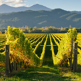 Take a tour through Marlborough's many vineyards