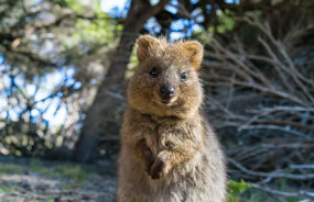 Rottnest Island, Western Australia