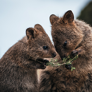Two quokka nibbling on a plant