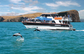 Akaroa harbour Cruise