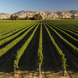 Image of Marlborough vineyards, New Zealand