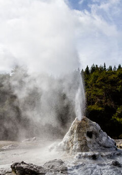 Image of Lady Knox Geyser near Rotorua