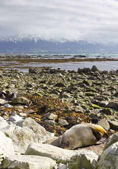 Fur Seal, Kaikoura, New Zealand