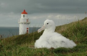 Albatross on the peninsula, Dunedin